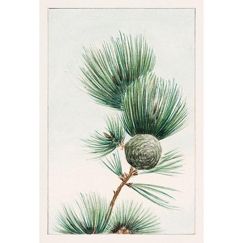 Gayo matsu pine Gold Ornate Wood Framed Art Print with Double Matting by Morikaga, Megata