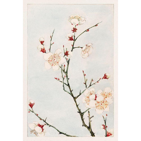 Plum branches with blossoms Black Modern Wood Framed Art Print with Double Matting by Morikaga, Megata