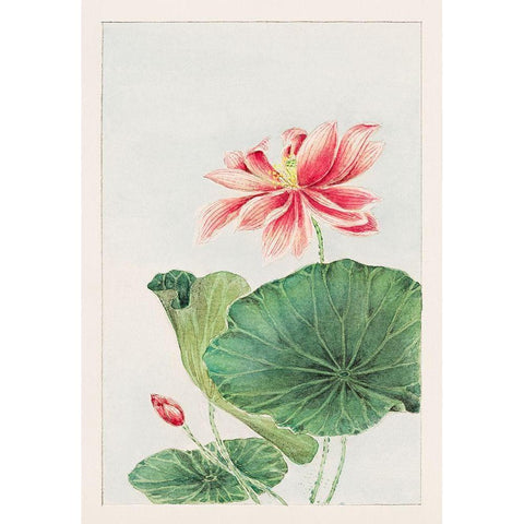 Hasu or lotus White Modern Wood Framed Art Print by Morikaga, Megata