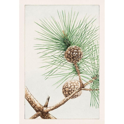 Matsu pine White Modern Wood Framed Art Print by Morikaga, Megata