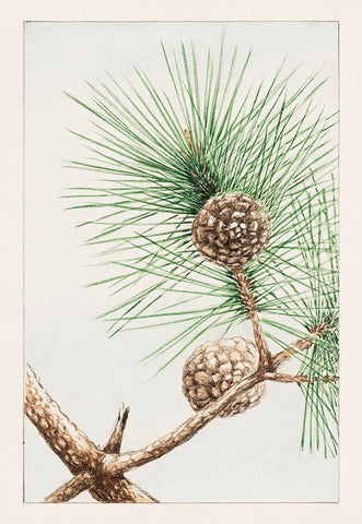 Matsu pine Black Ornate Wood Framed Art Print with Double Matting by Morikaga, Megata