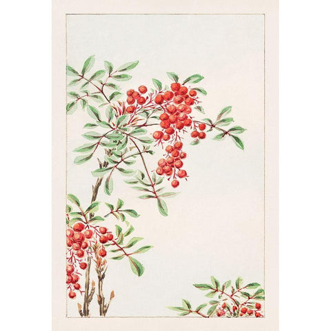 Nandina bush with berries Black Modern Wood Framed Art Print with Double Matting by Morikaga, Megata