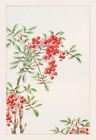 Nandina bush with berries Black Ornate Wood Framed Art Print with Double Matting by Morikaga, Megata