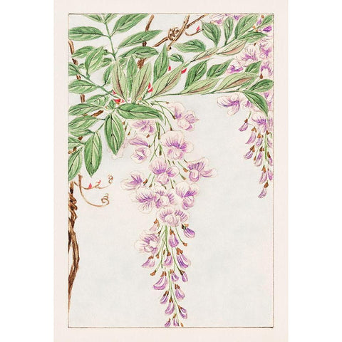 Wisteria vine with leaves and blossoms Black Modern Wood Framed Art Print by Morikaga, Megata