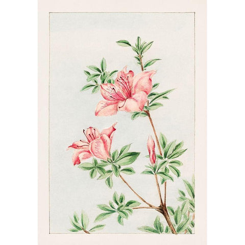 Tsutsuji rhododendron Judicum or azalea Gold Ornate Wood Framed Art Print with Double Matting by Morikaga, Megata