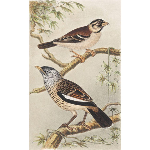 Two birds on branches Gold Ornate Wood Framed Art Print with Double Matting by Hoytema, Theo van