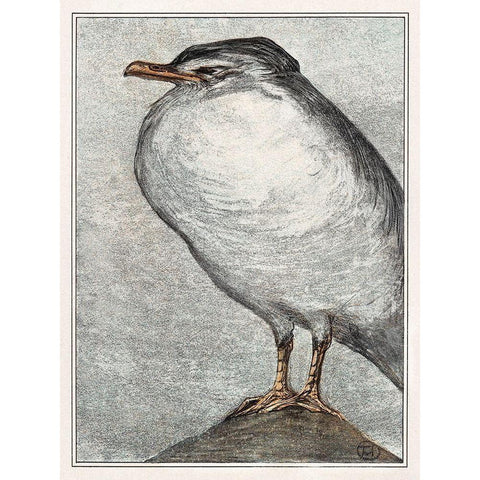 Herring Gull Black Modern Wood Framed Art Print with Double Matting by Hoytema, Theo van