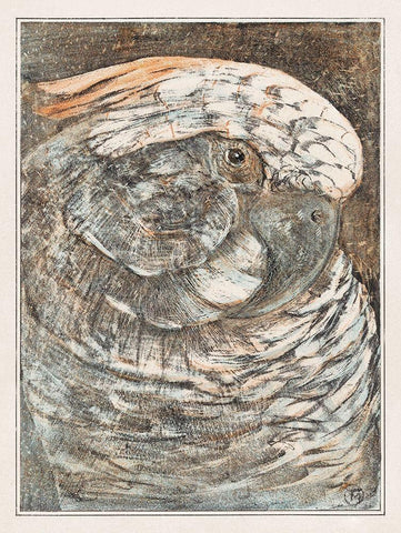 Head of a parrot White Modern Wood Framed Art Print with Double Matting by Hoytema, Theo van