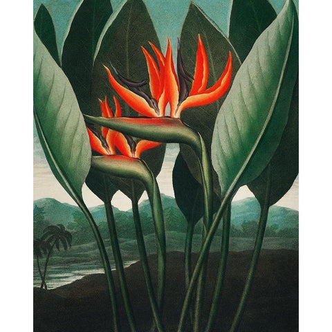 The Queen Plant from The Temple of Flora Black Modern Wood Framed Art Print with Double Matting by Thornton, Robert John