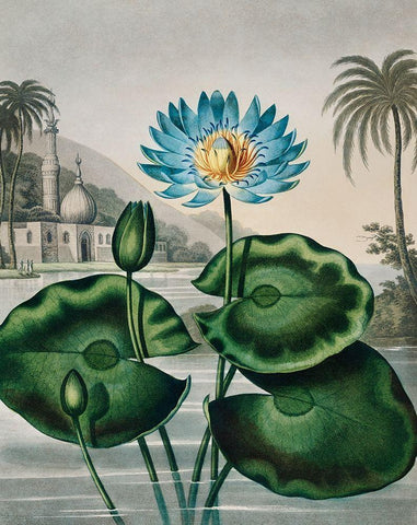 The Blue Egyptian Water Lily from The Temple of Flora Black Ornate Wood Framed Art Print with Double Matting by Thornton, Robert John