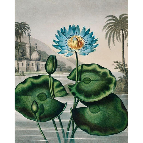 The Blue Egyptian Water Lily from The Temple of Flora Black Modern Wood Framed Art Print with Double Matting by Thornton, Robert John