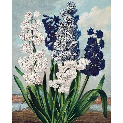 Hyacinths from The Temple of Flora Black Modern Wood Framed Art Print with Double Matting by Thornton, Robert John