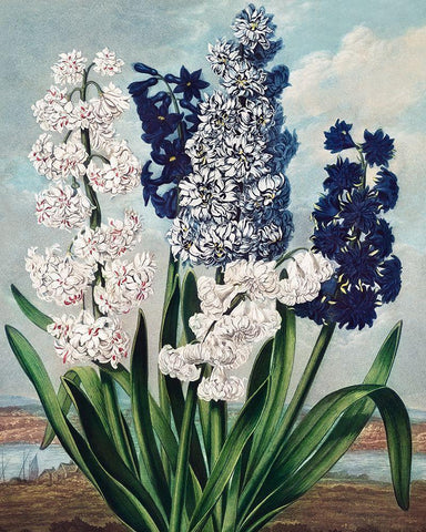 Hyacinths from The Temple of Flora Black Ornate Wood Framed Art Print with Double Matting by Thornton, Robert John