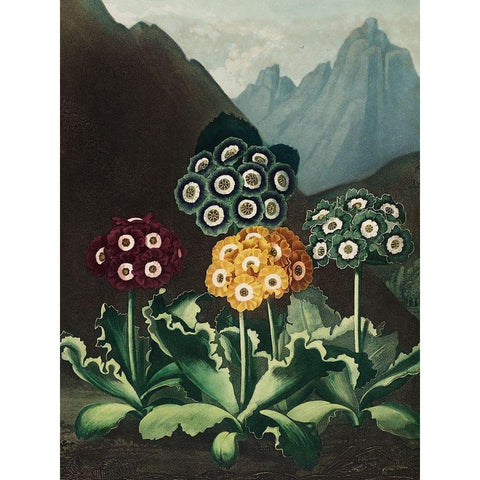 A Group of Auriculas from The Temple of Flora Gold Ornate Wood Framed Art Print with Double Matting by Thornton, Robert John