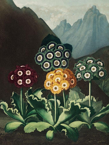 A Group of Auriculas from The Temple of Flora Black Ornate Wood Framed Art Print with Double Matting by Thornton, Robert John