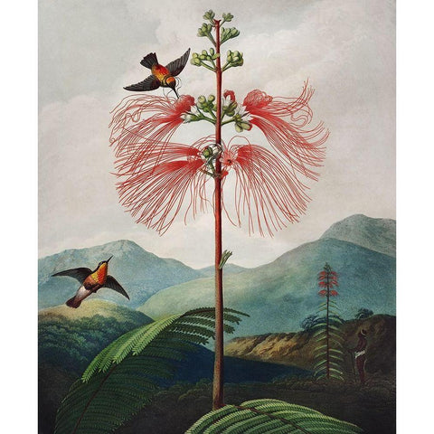 Large Flowering Sensitive Plant from The Temple of Flora Black Modern Wood Framed Art Print with Double Matting by Thornton, Robert John