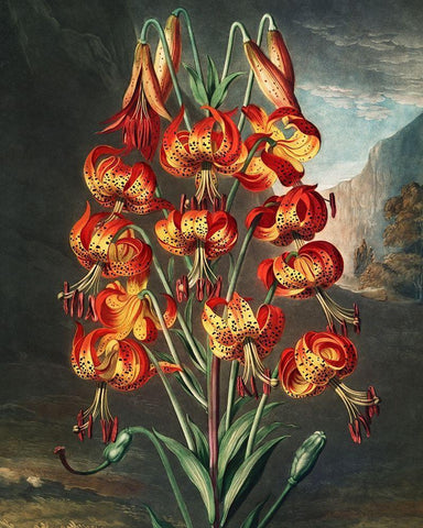 The Superb Lily from The Temple of Flora Black Ornate Wood Framed Art Print with Double Matting by Thornton, Robert John