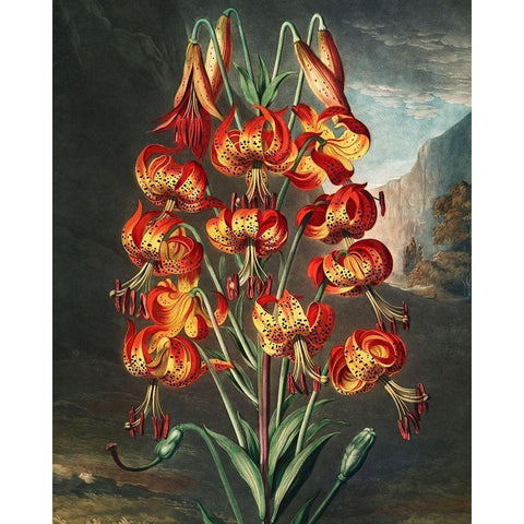 The Superb Lily from The Temple of Flora Gold Ornate Wood Framed Art Print with Double Matting by Thornton, Robert John