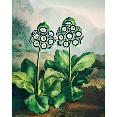 A Group of Auriculas from The Temple of Flora White Modern Wood Framed Art Print by Thornton, Robert John