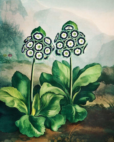 A Group of Auriculas from The Temple of Flora Black Ornate Wood Framed Art Print with Double Matting by Thornton, Robert John