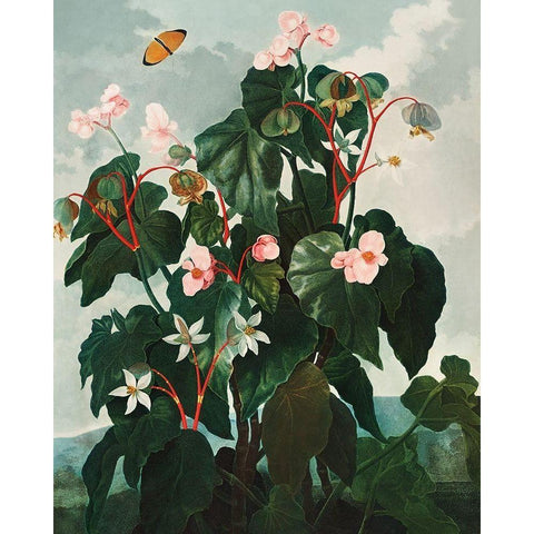 The Oblique Leaved Begonia from The Temple of Flora Black Modern Wood Framed Art Print with Double Matting by Thornton, Robert John