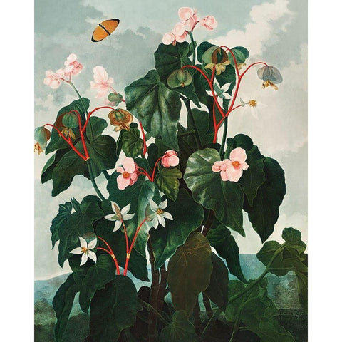 The Oblique Leaved Begonia from The Temple of Flora White Modern Wood Framed Art Print by Thornton, Robert John