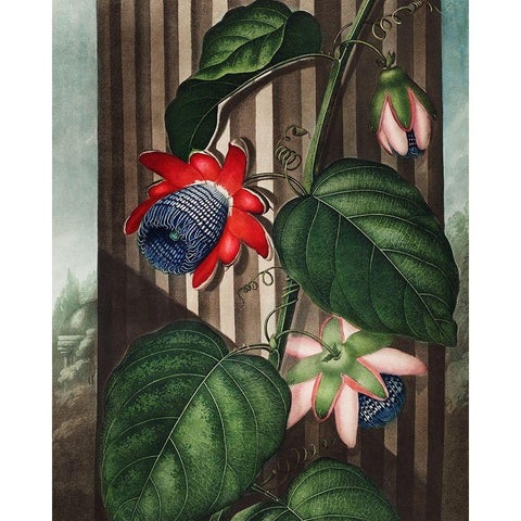 The Winged Passion-Flower from The Temple of Flora Black Modern Wood Framed Art Print by Thornton, Robert John