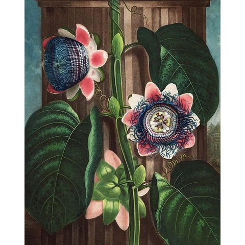 The Quadrangular Passion Flower from The Temple of Flora Black Modern Wood Framed Art Print with Double Matting by Thornton, Robert John