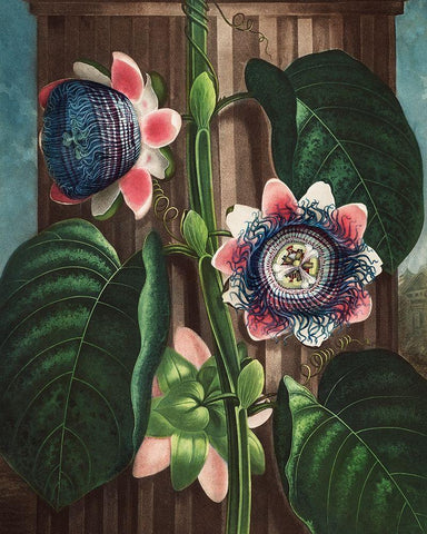 The Quadrangular Passion Flower from The Temple of Flora Black Ornate Wood Framed Art Print with Double Matting by Thornton, Robert John