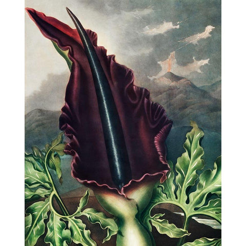 The Dragon Arum from The Temple of Flora White Modern Wood Framed Art Print by Thornton, Robert John