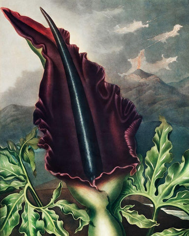 The Dragon Arum from The Temple of Flora Black Ornate Wood Framed Art Print with Double Matting by Thornton, Robert John