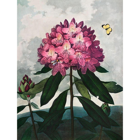 The Pontic Rhododendron from The Temple of Flora Black Modern Wood Framed Art Print with Double Matting by Thornton, Robert John