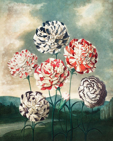 A Group of Carnations from The Temple of Flora Black Ornate Wood Framed Art Print with Double Matting by Thornton, Robert John