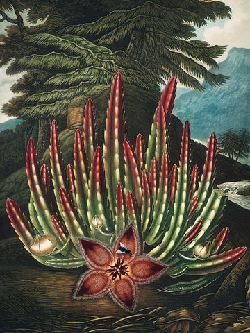 The Maggot Bearing Stapelia from The Temple of Flora Black Ornate Wood Framed Art Print with Double Matting by Thornton, Robert John