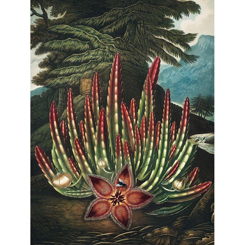 The Maggot Bearing Stapelia from The Temple of Flora Gold Ornate Wood Framed Art Print with Double Matting by Thornton, Robert John
