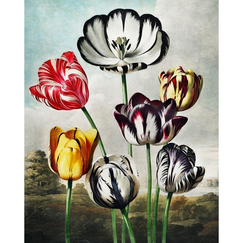 Tulips from The Temple of Flora White Modern Wood Framed Art Print by Thornton, Robert John