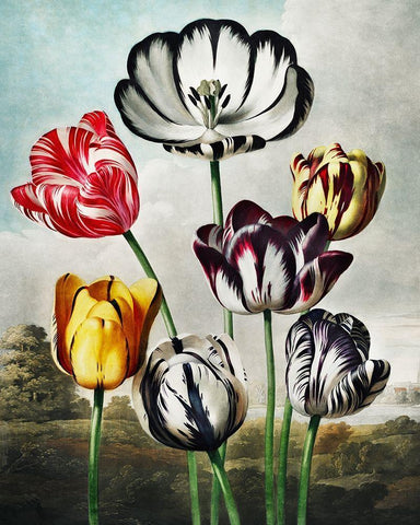 Tulips from The Temple of Flora Black Ornate Wood Framed Art Print with Double Matting by Thornton, Robert John