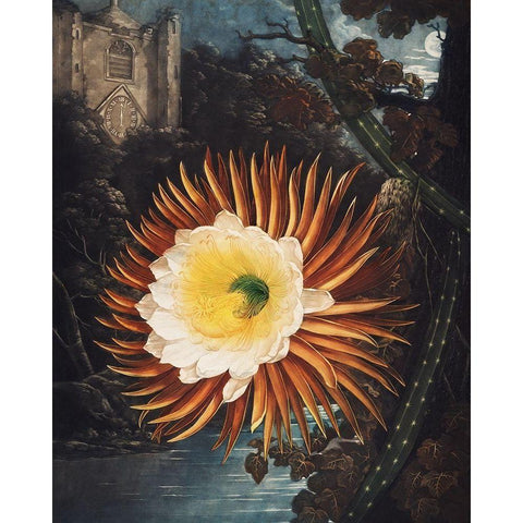 The Night Blowing Cereus from The Temple of Flora Gold Ornate Wood Framed Art Print with Double Matting by Thornton, Robert John