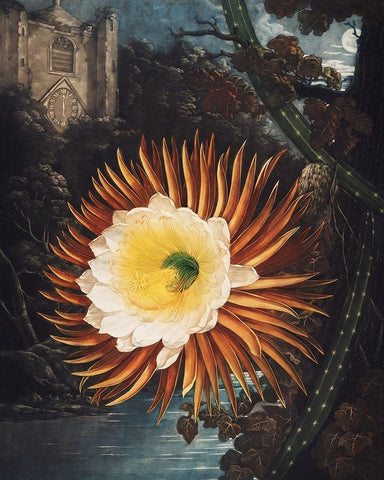 The Night Blowing Cereus from The Temple of Flora Black Ornate Wood Framed Art Print with Double Matting by Thornton, Robert John