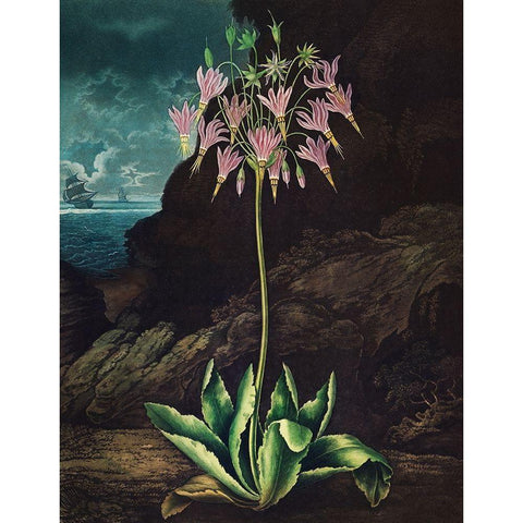 The American Cowslip from The Temple of Flora Gold Ornate Wood Framed Art Print with Double Matting by Thornton, Robert John