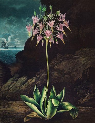 The American Cowslip from The Temple of Flora Black Ornate Wood Framed Art Print with Double Matting by Thornton, Robert John