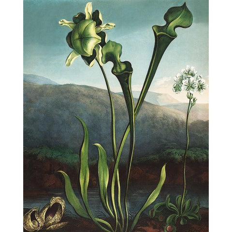 American Bog Plants from The Temple of Flora Black Modern Wood Framed Art Print by Thornton, Robert John