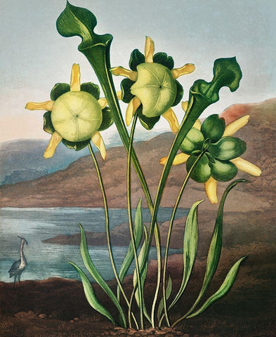 Pitcher Plant from The Temple of Flora White Modern Wood Framed Art Print with Double Matting by Thornton, Robert John