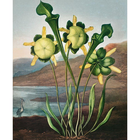 Pitcher Plant from The Temple of Flora Black Modern Wood Framed Art Print with Double Matting by Thornton, Robert John