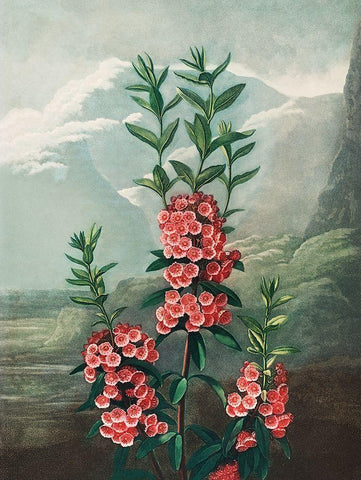 The Narrow Leaved Kalmia from The Temple of Flora Black Ornate Wood Framed Art Print with Double Matting by Thornton, Robert John