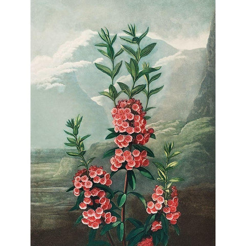 The Narrow Leaved Kalmia from The Temple of Flora Gold Ornate Wood Framed Art Print with Double Matting by Thornton, Robert John