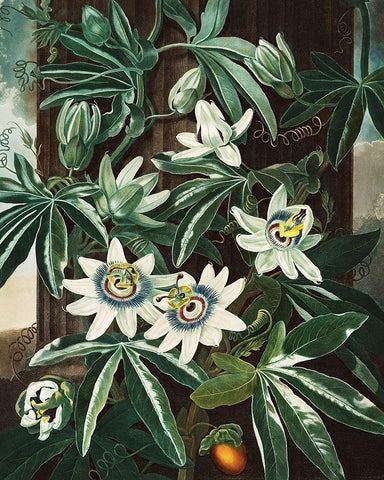 The Passiflora Cerulea from The Temple of Flora Black Ornate Wood Framed Art Print with Double Matting by Thornton, Robert John