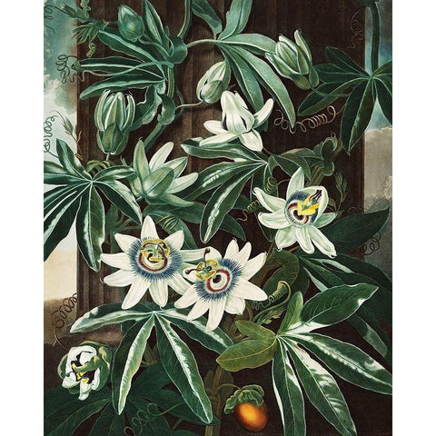 The Passiflora Cerulea from The Temple of Flora Black Modern Wood Framed Art Print by Thornton, Robert John