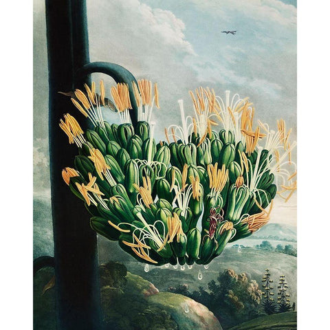 The Aloe from The Temple of Flora White Modern Wood Framed Art Print by Thornton, Robert John