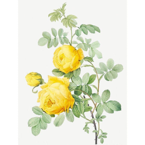 Rosa Hemisphaerica, Yellow Rose of SulfurÂ  Gold Ornate Wood Framed Art Print with Double Matting by Redoute, Pierre Joseph